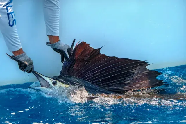 Fish on a hook over the ocean on a fishing boat, with rod and reel visible