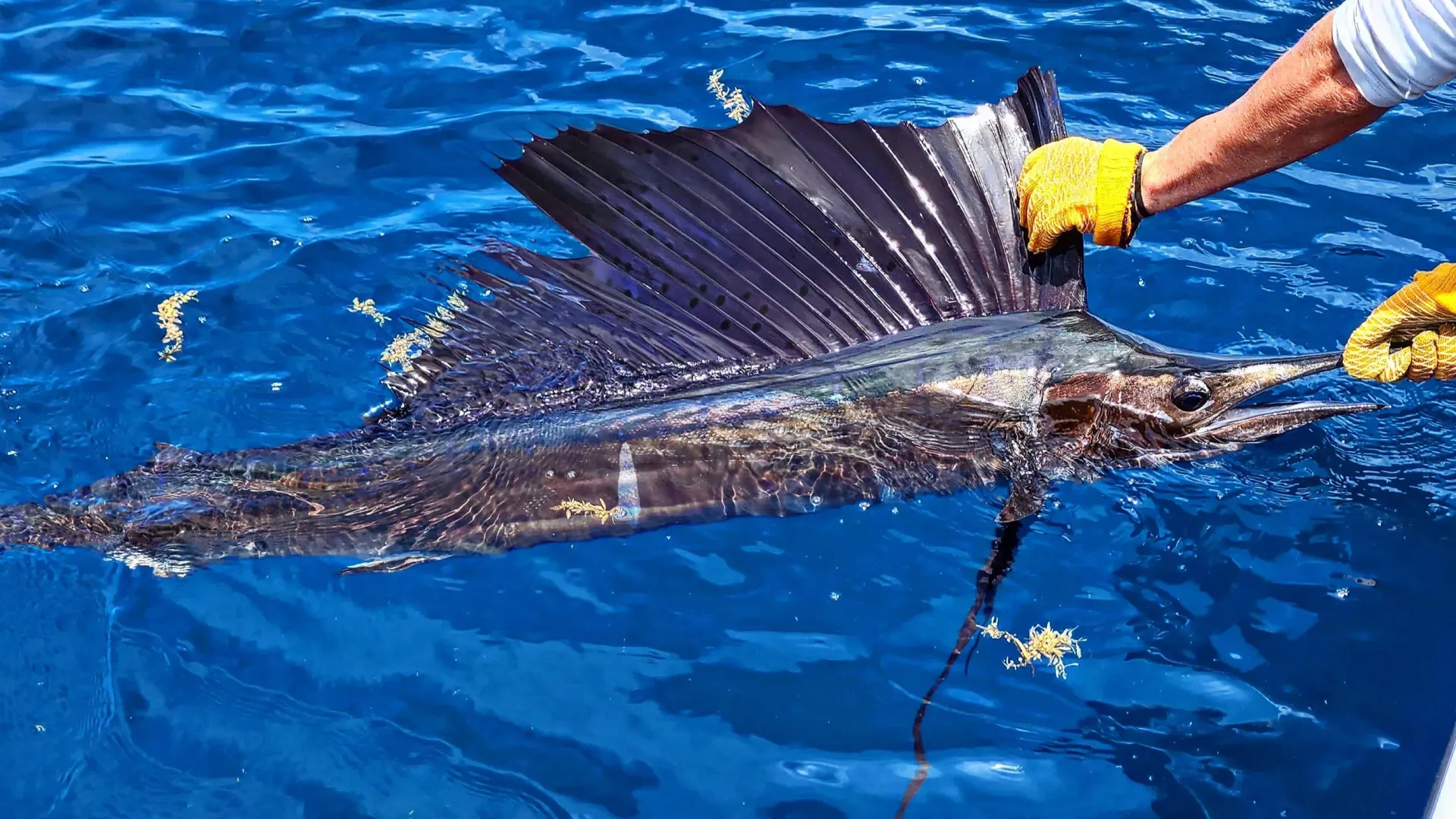 Hand holding a small silver fish on a fishing line over blue water