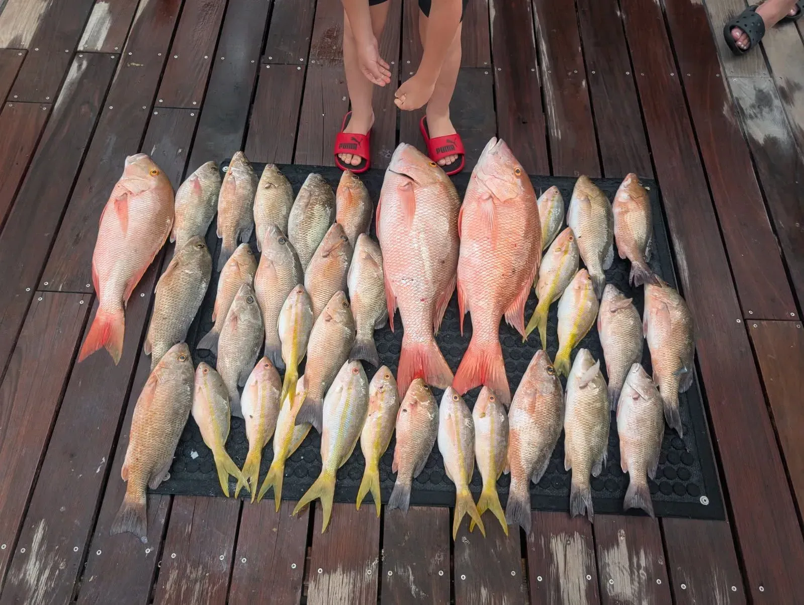 Assorted fish laid out on a wooden dock, with a person’s feet visible at the top.