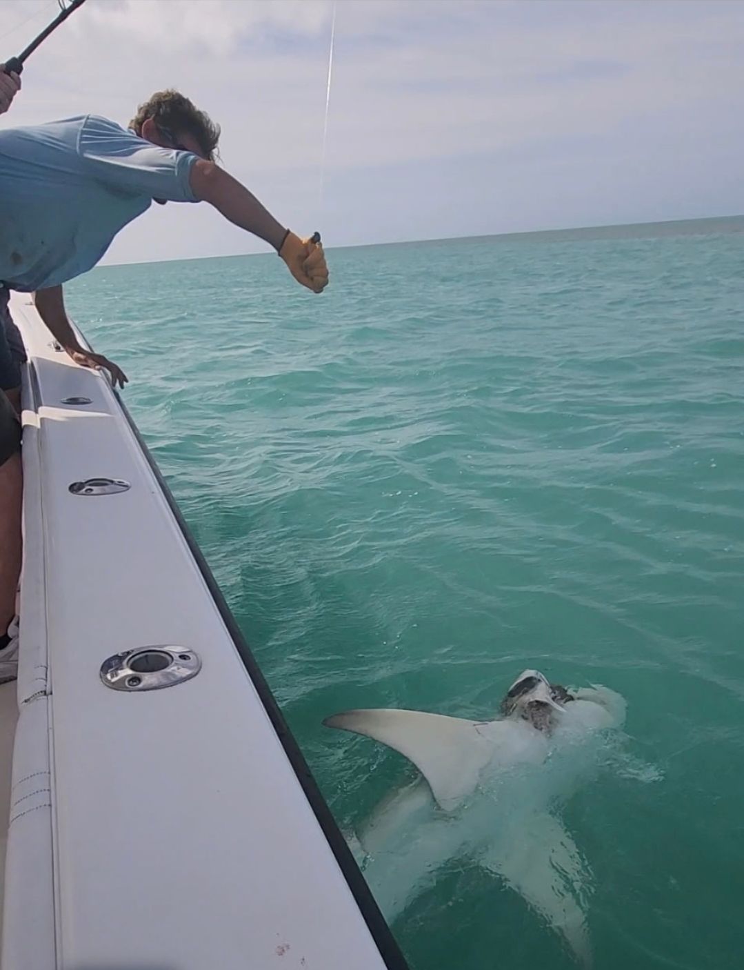 Person leaning over boat railing reaching toward a large shark in turquoise water.