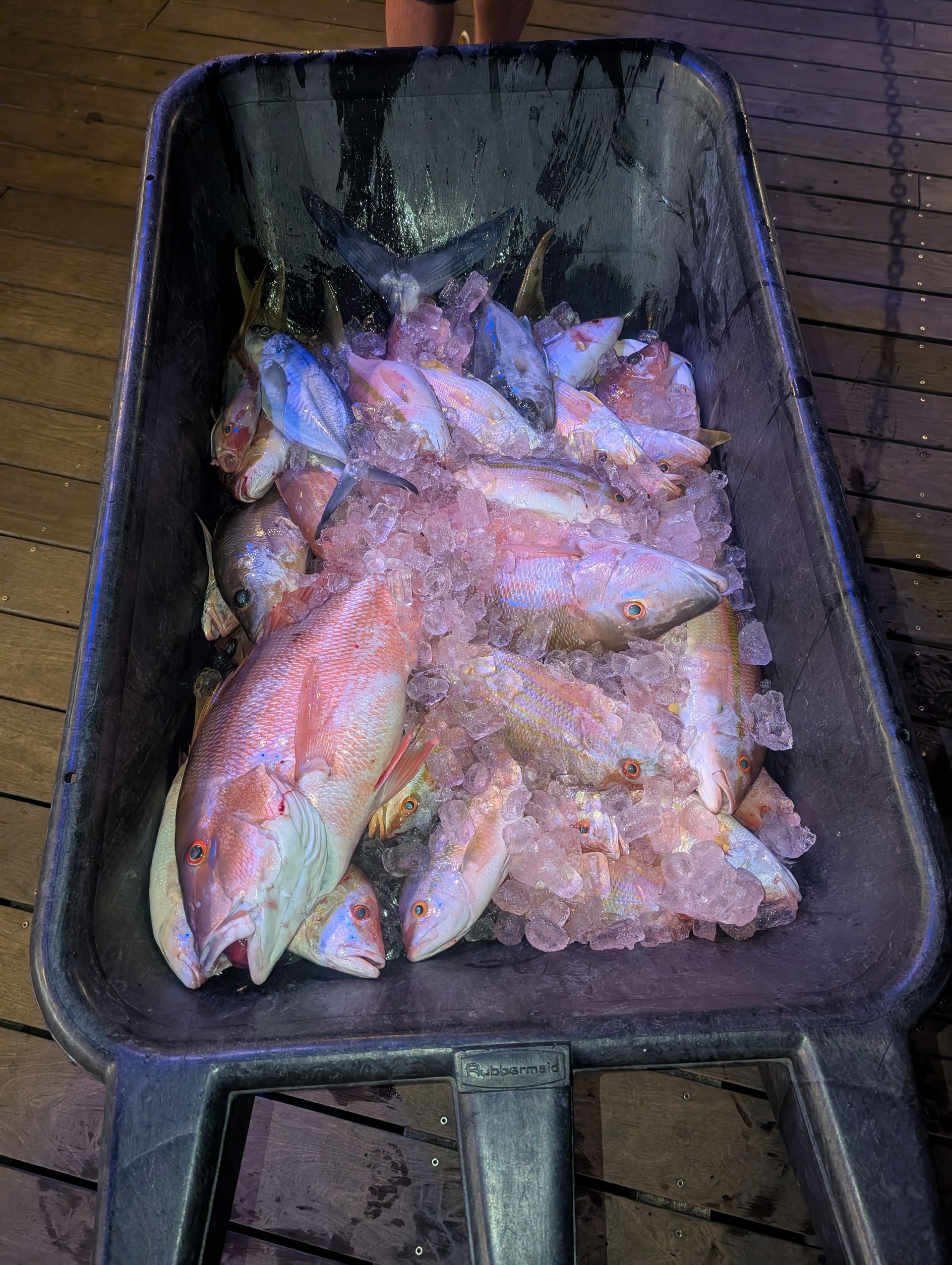 A tray filled with small silver fish, lightly coated in seasoning, on a dark grill or cooking surface.