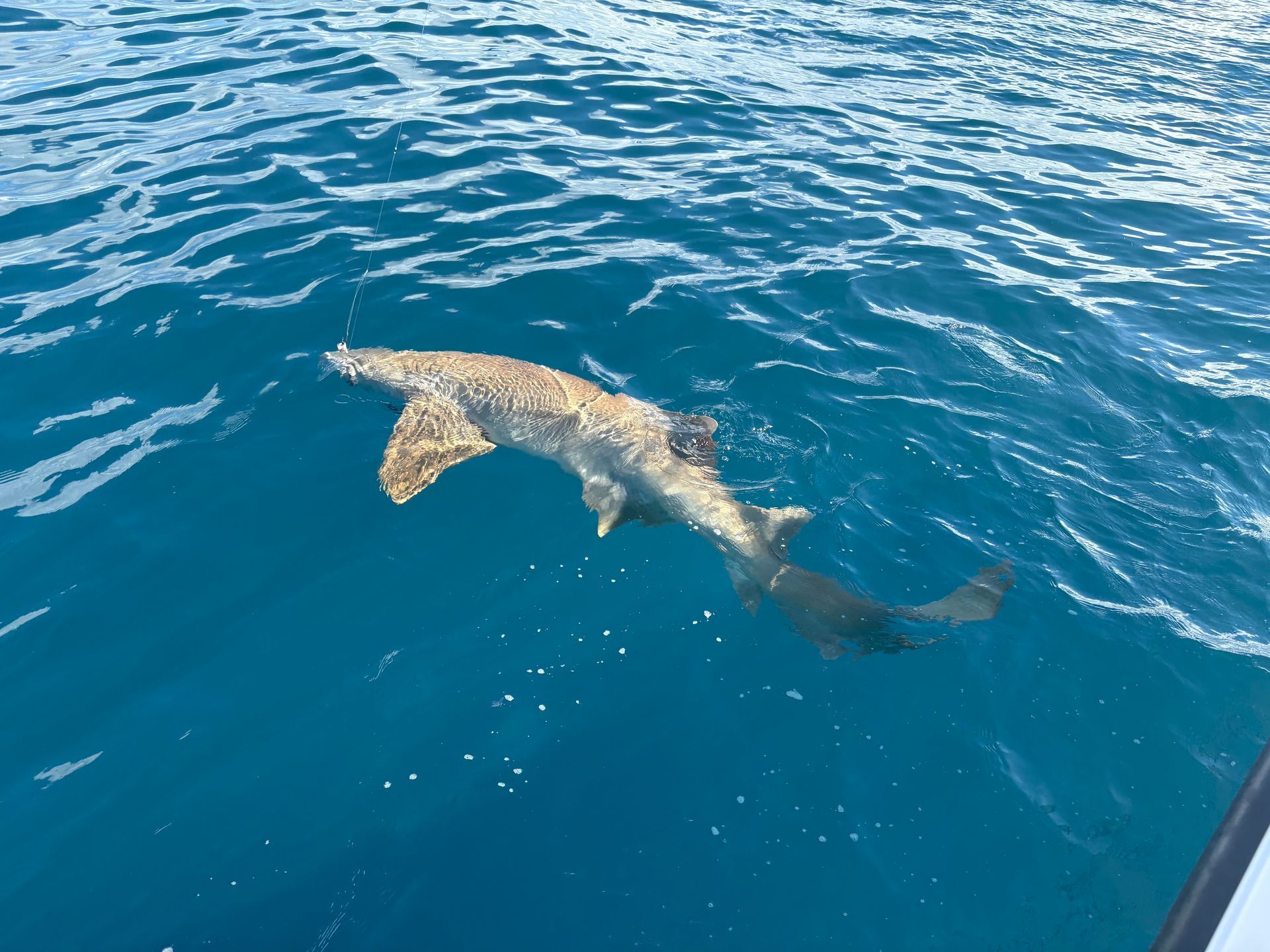 Shark swimming in blue ocean water near the surface