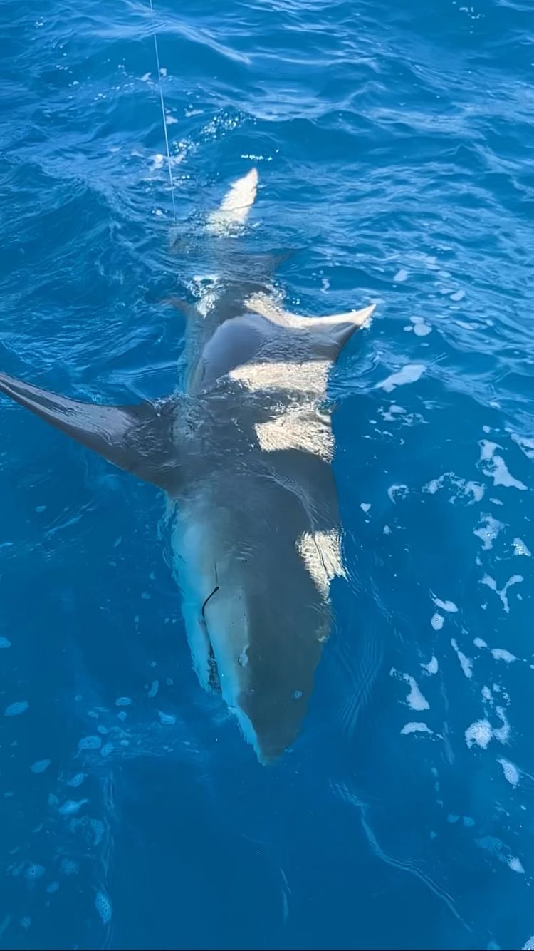 Two sharks swimming in clear blue ocean water, seen from above