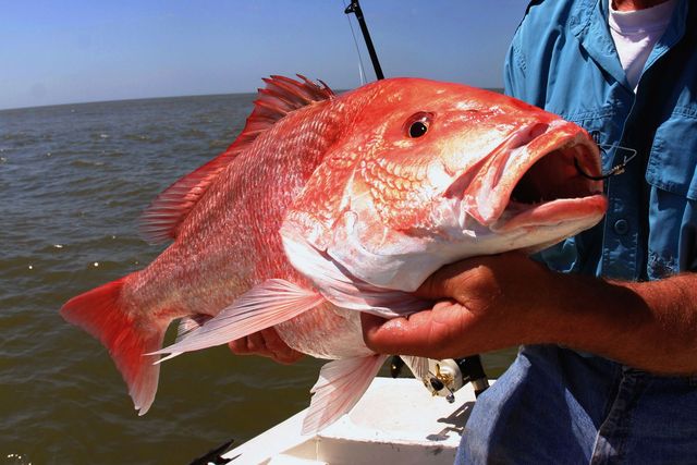 Person holding a large red fish on a boat at sea