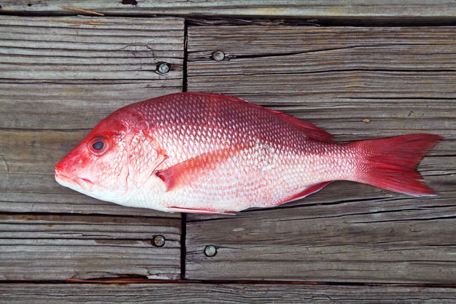 Red fish lying on weathered wooden planks, viewed from the side.