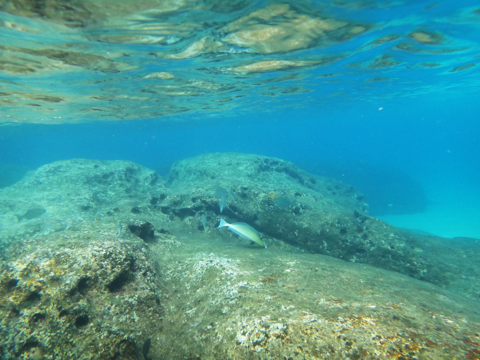 Underwater view of a rocky seabed beneath clear blue water with sunlight ripples on the surface