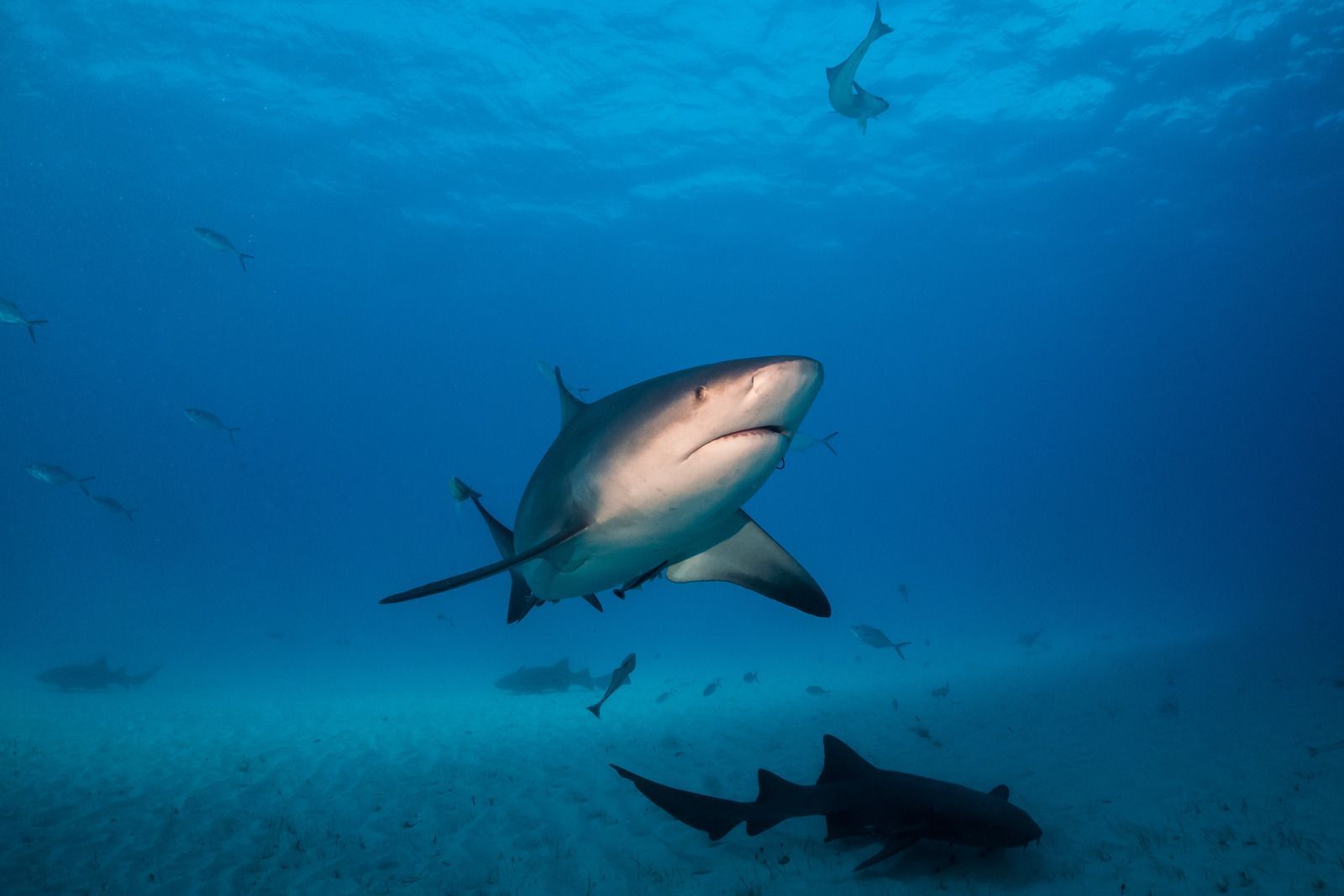 Shark swimming underwater in blue ocean with smaller sharks below
