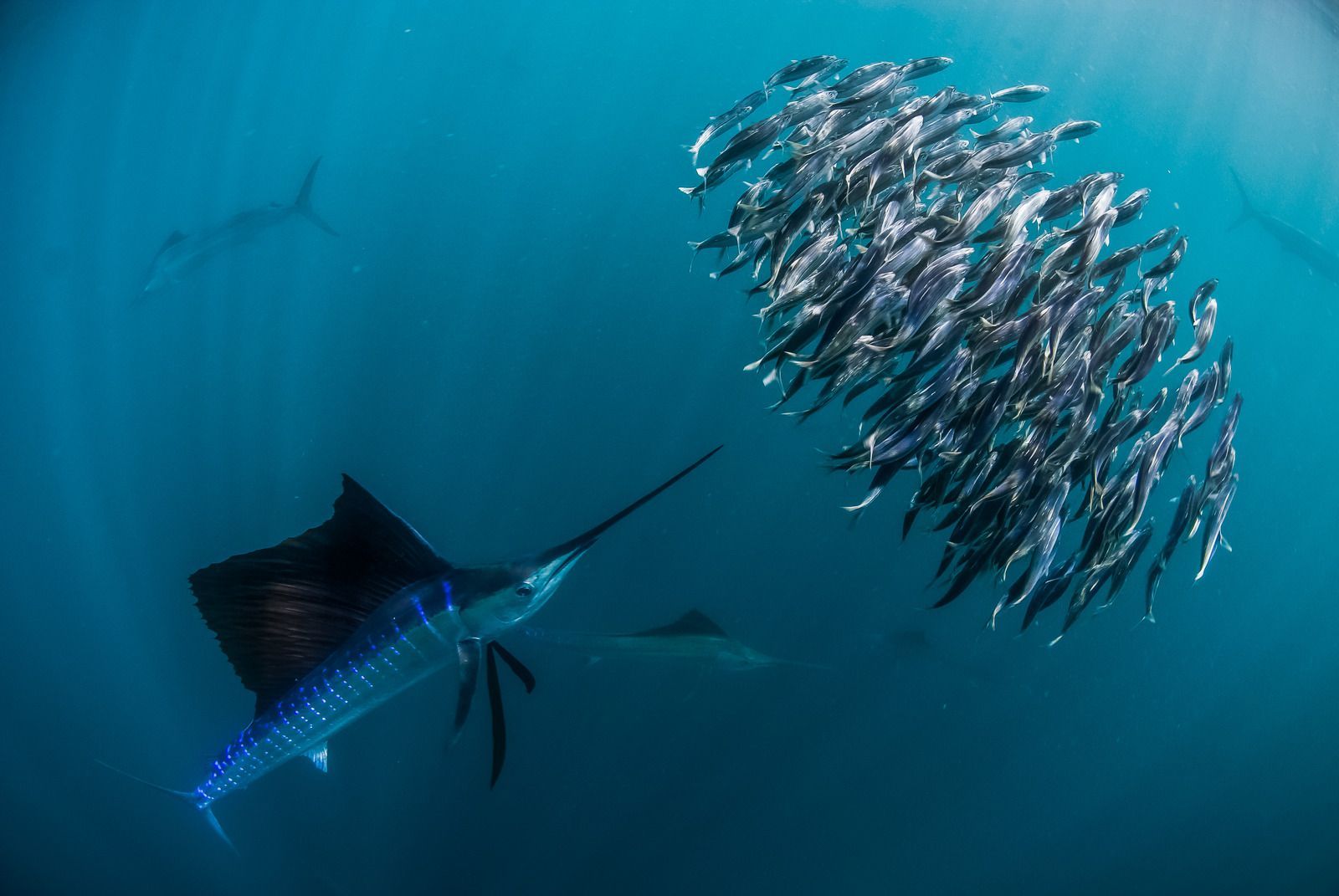 Marlin chasing a school of fish in deep blue ocean water