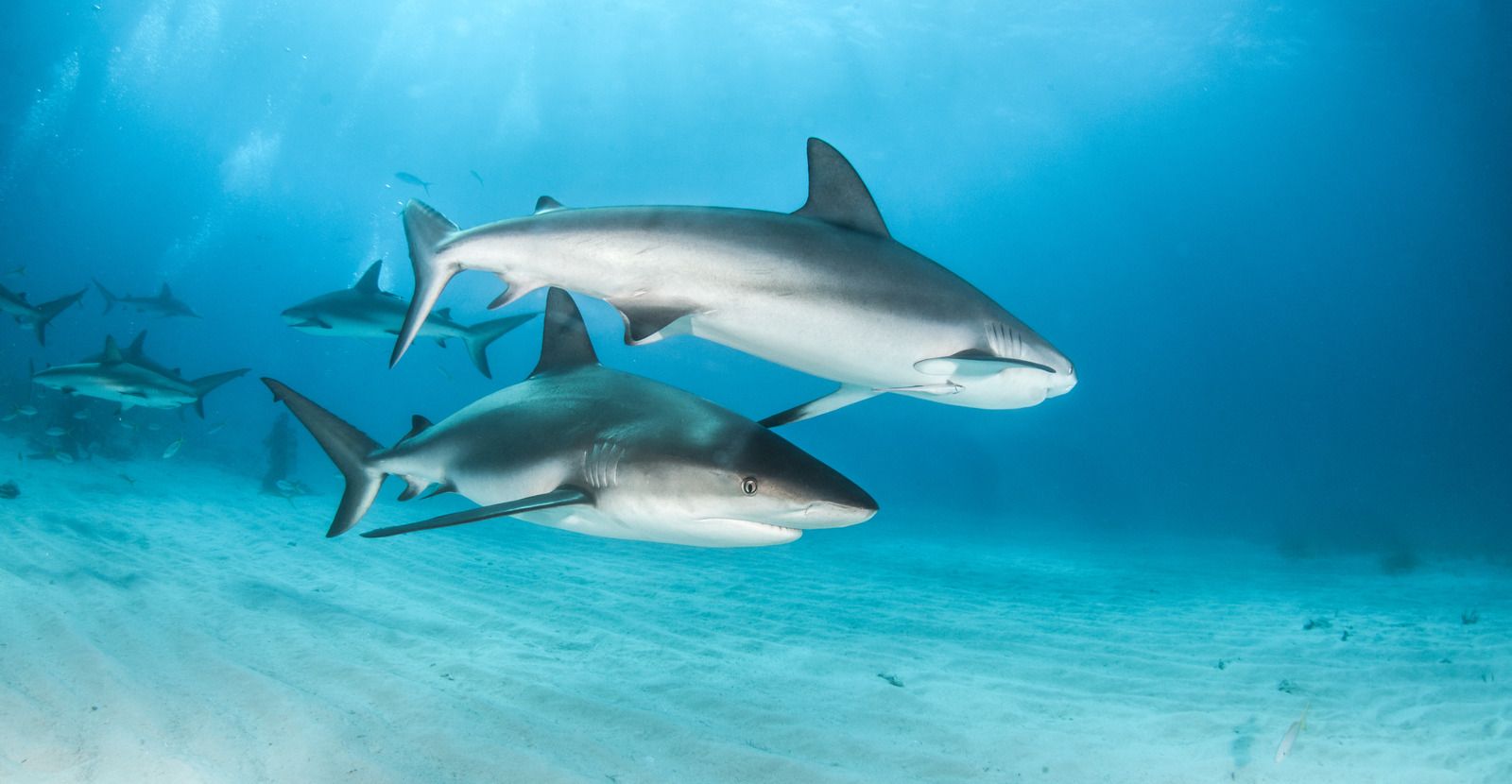 Two dolphins swimming underwater in clear blue ocean water