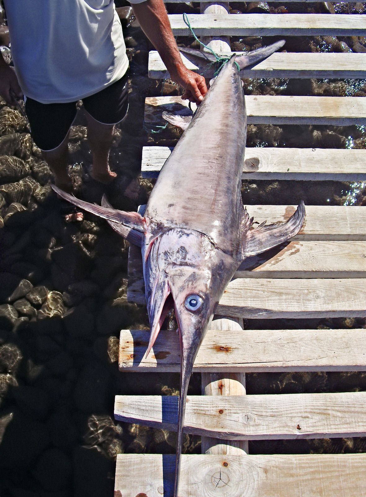 Person holding a large fish on a wooden dock beside dark water.