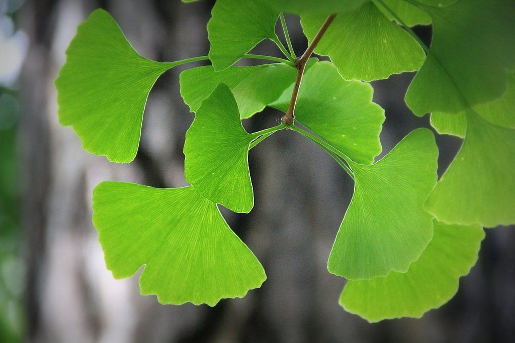 Ginkgo biloba