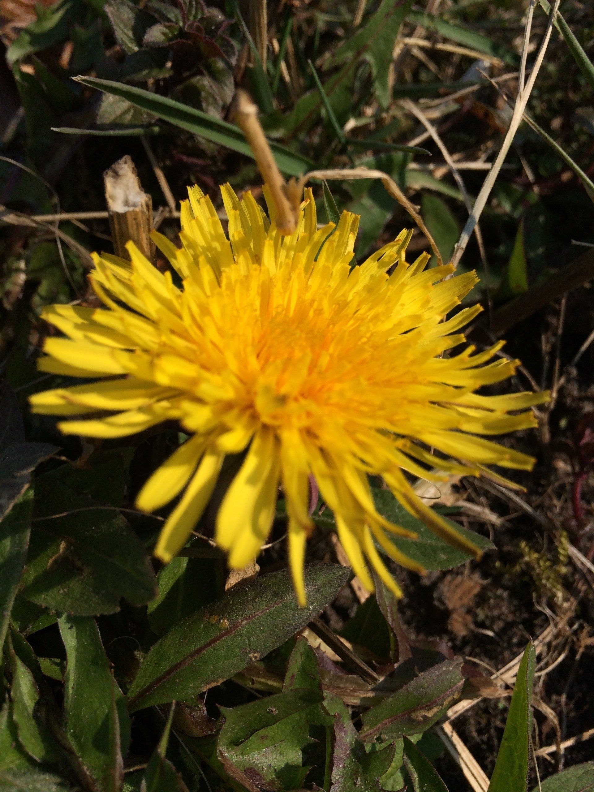 geneeskracht paardenbloem