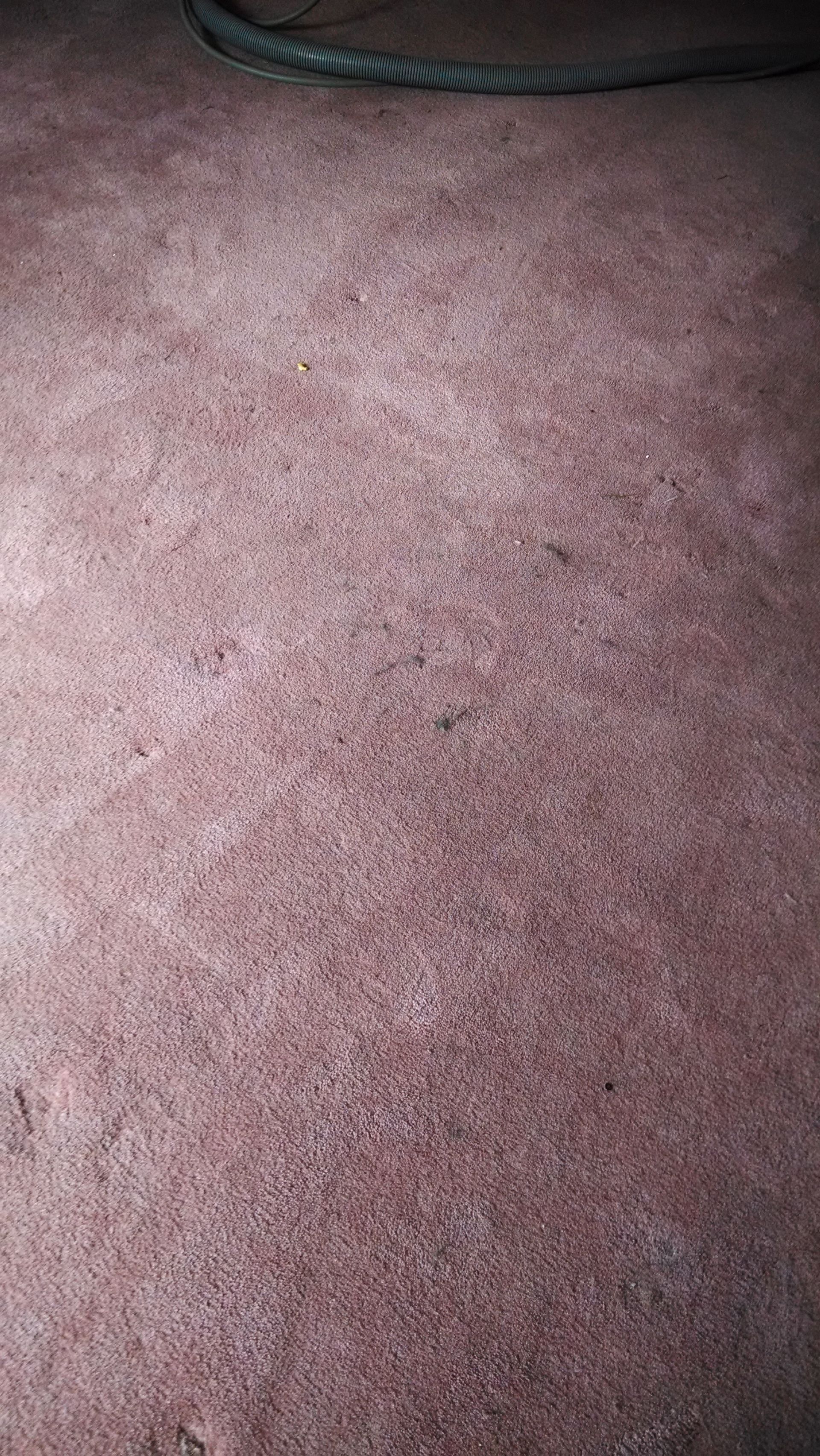 scottcarpetcleaners