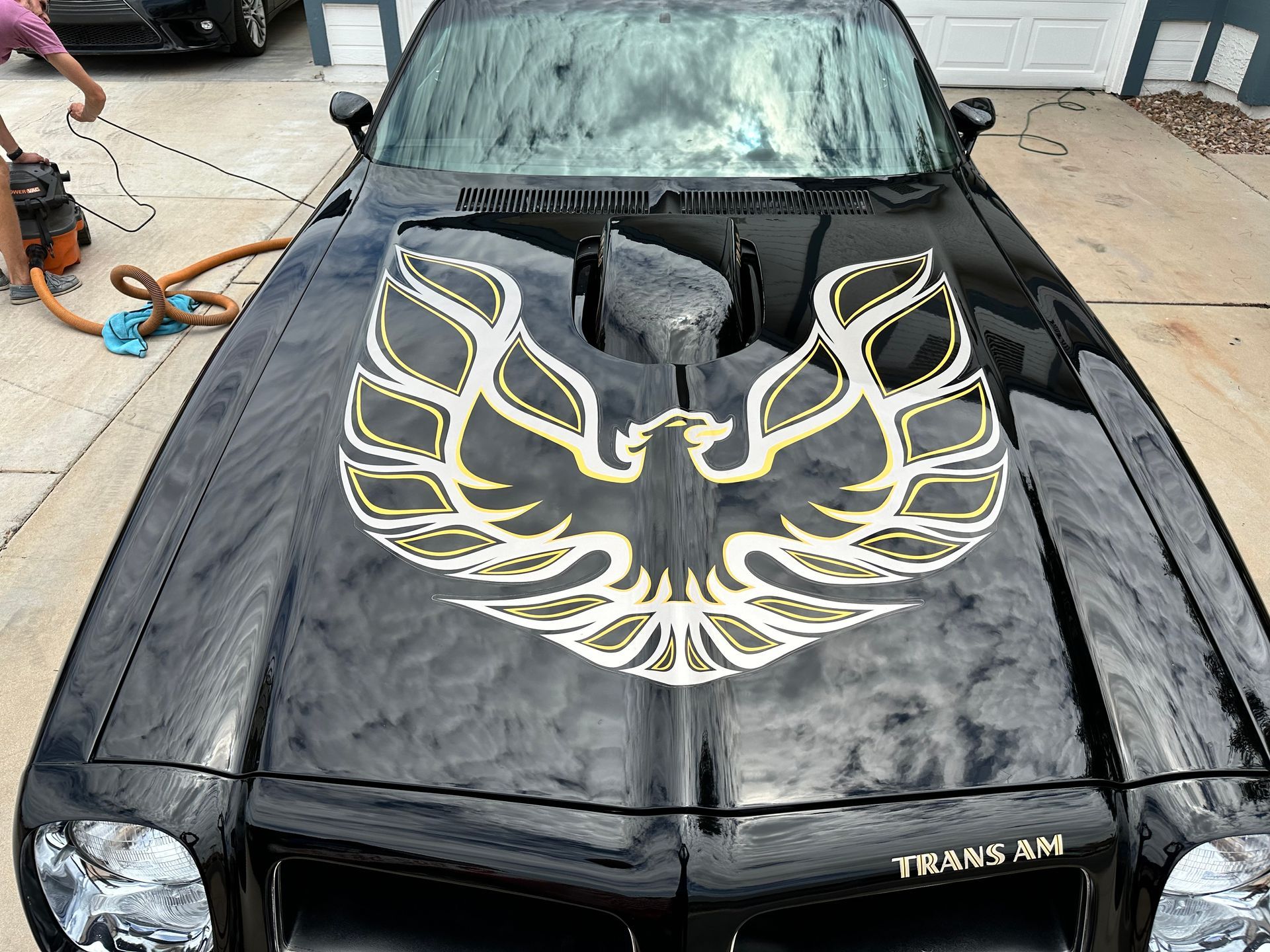 A black car with a bird on the hood is parked in a driveway.