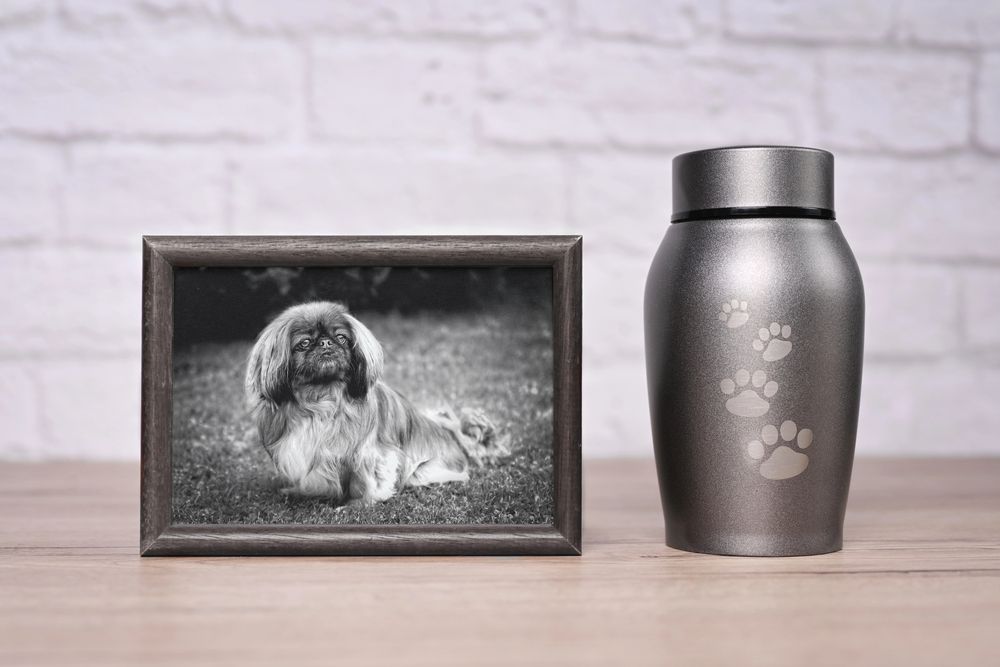 Fotografia in bianco e nero di un cane incorniciata, accanto a un'urna per animali in acciaio inossidabile su una superficie di legno.