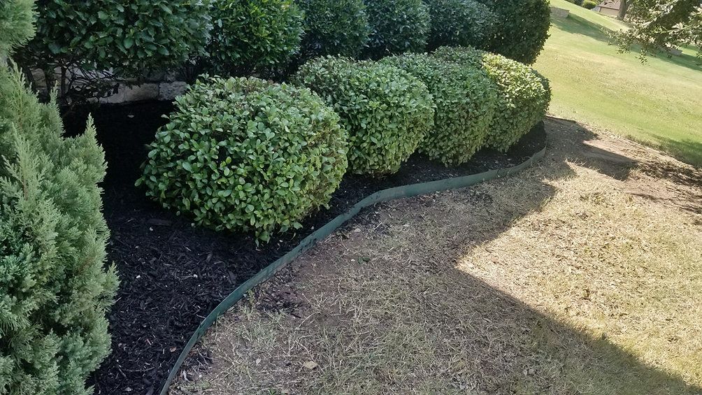 Trimmed green shrubs along a curved black landscape border beside a grassy yard