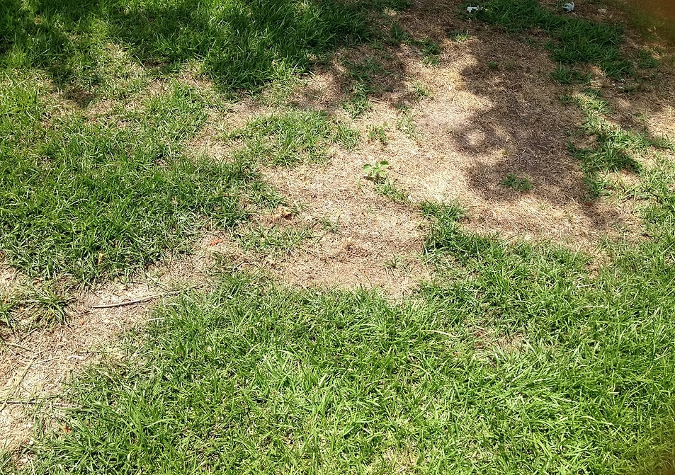 Patchy green and brown grass with dry bare spots in a grassy yard