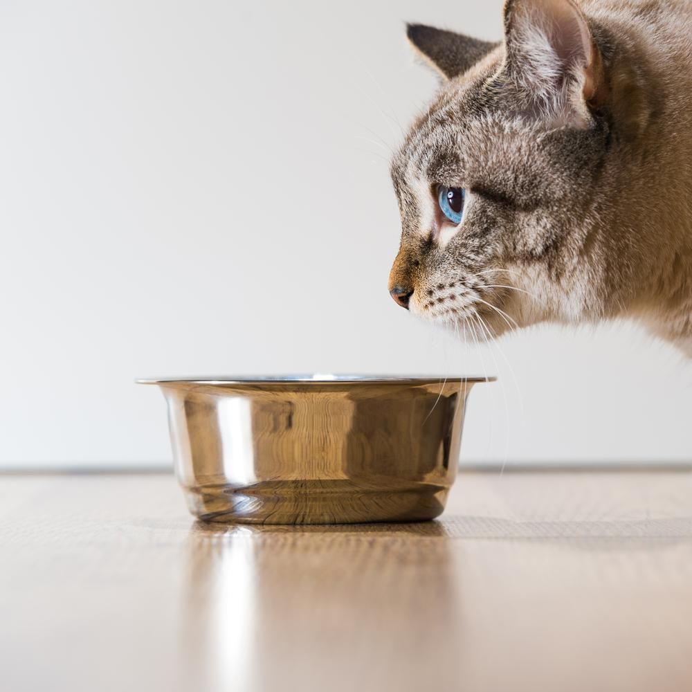 A Cat Is Drinking from A Metal Bowl on The Floor — Kempsey Produce & Saddlery in Kempsey, NSW