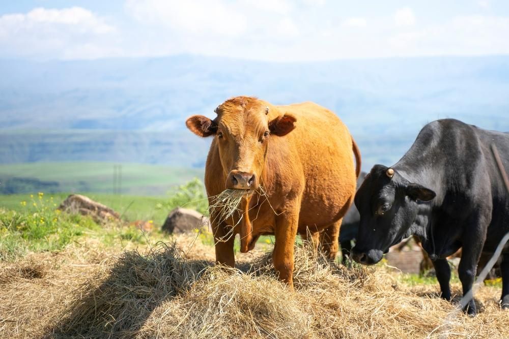 Two Cows Are Standing Next to Each Other in A Field Eating Hay — Kempsey Produce & Saddlery in Kempsey, NSW