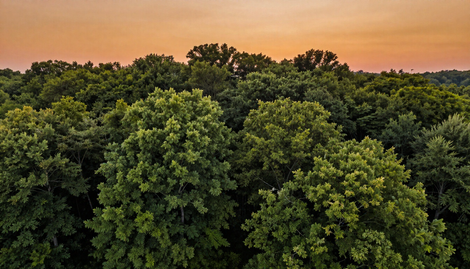 Wooded Area Searches