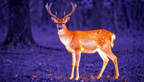 Thermal Drone Deer Recovery