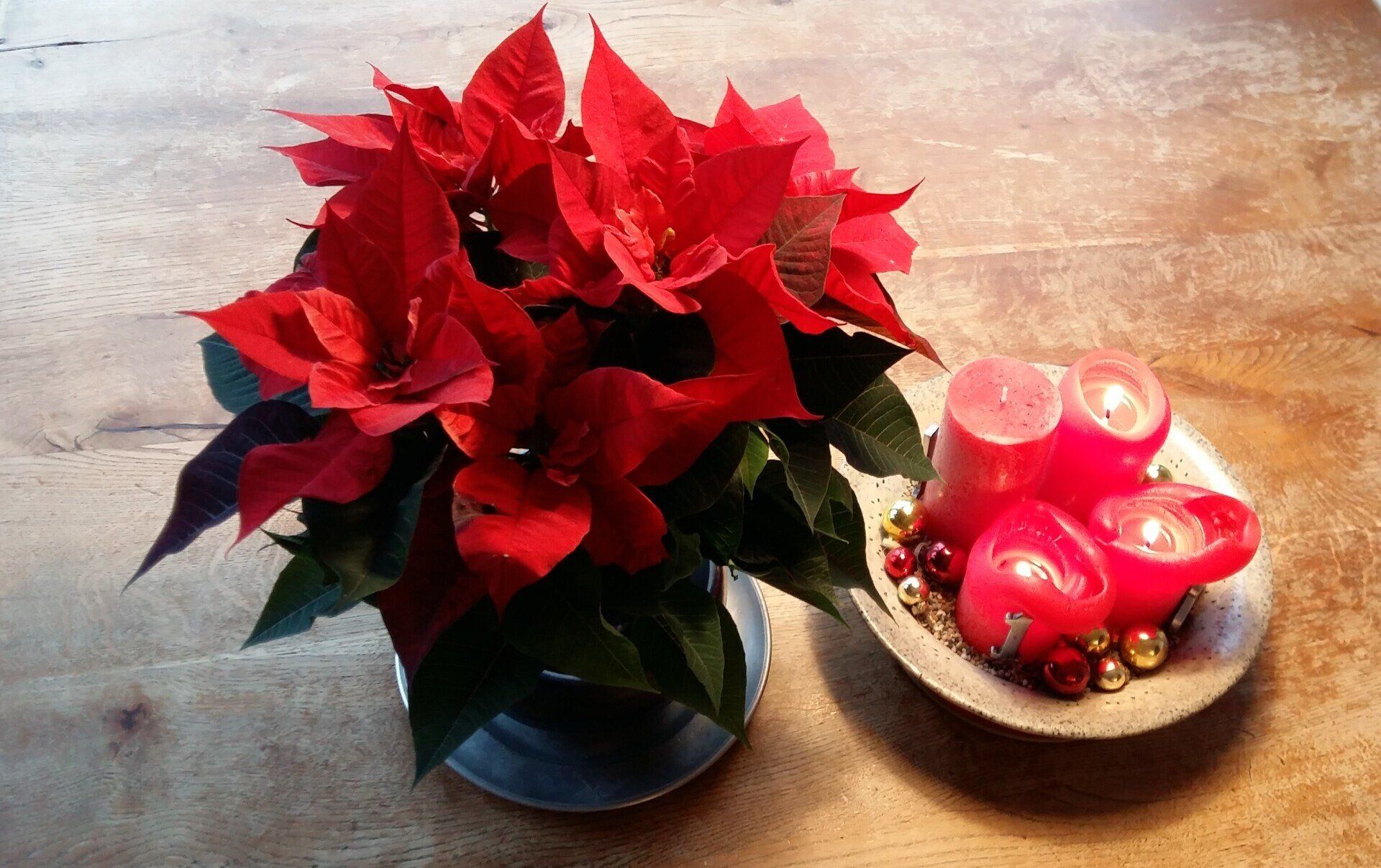 Weihnachtsstern mit Adventskranz