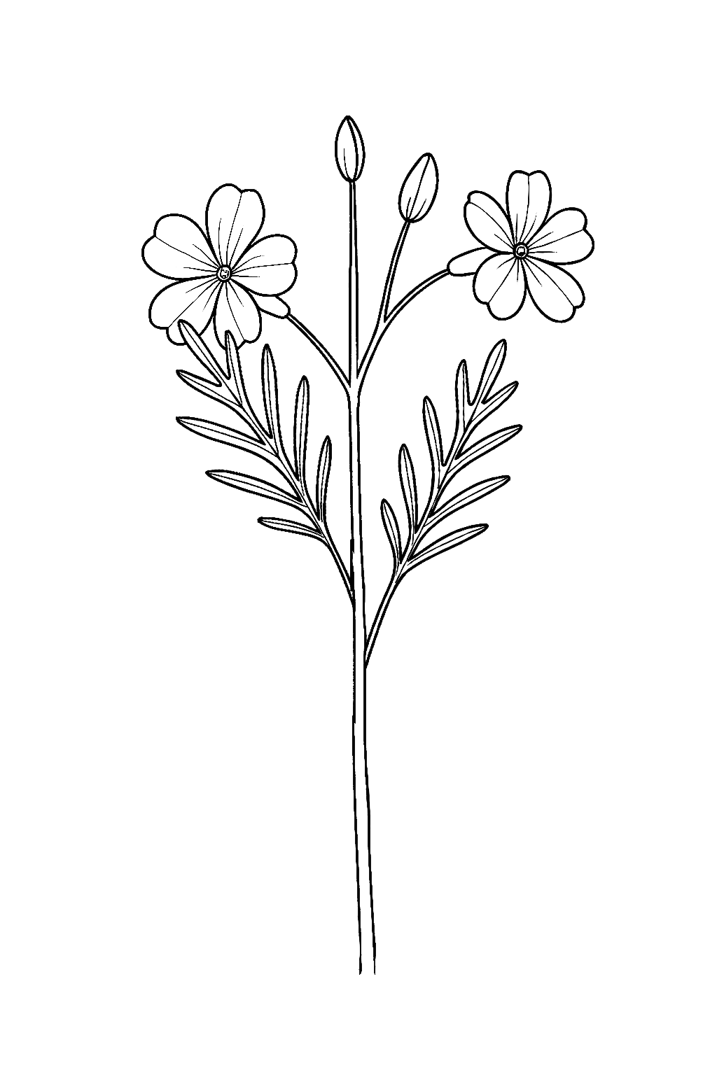 Line drawing of a plant with two open flowers, buds, and narrow leaves.