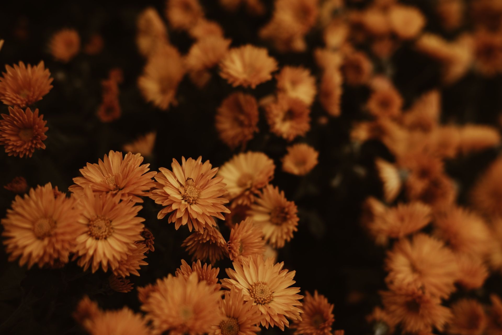 Close-up of orange-brown flowers clustered against a dark background