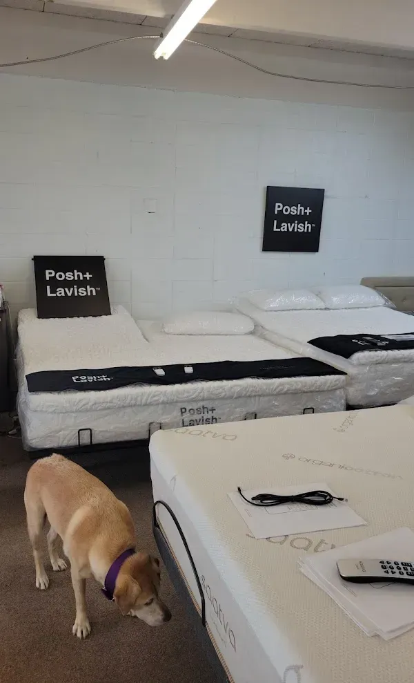 Showroom with white Pashu Lavish mattresses and a tan dog sniffing the floor near a table.