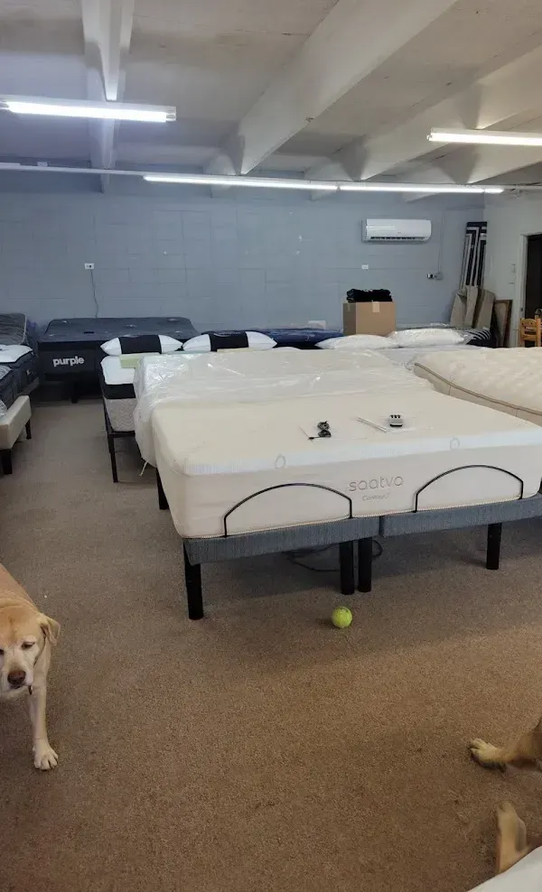 Dog in a large room with air mattresses, tables, and a ball on the floor