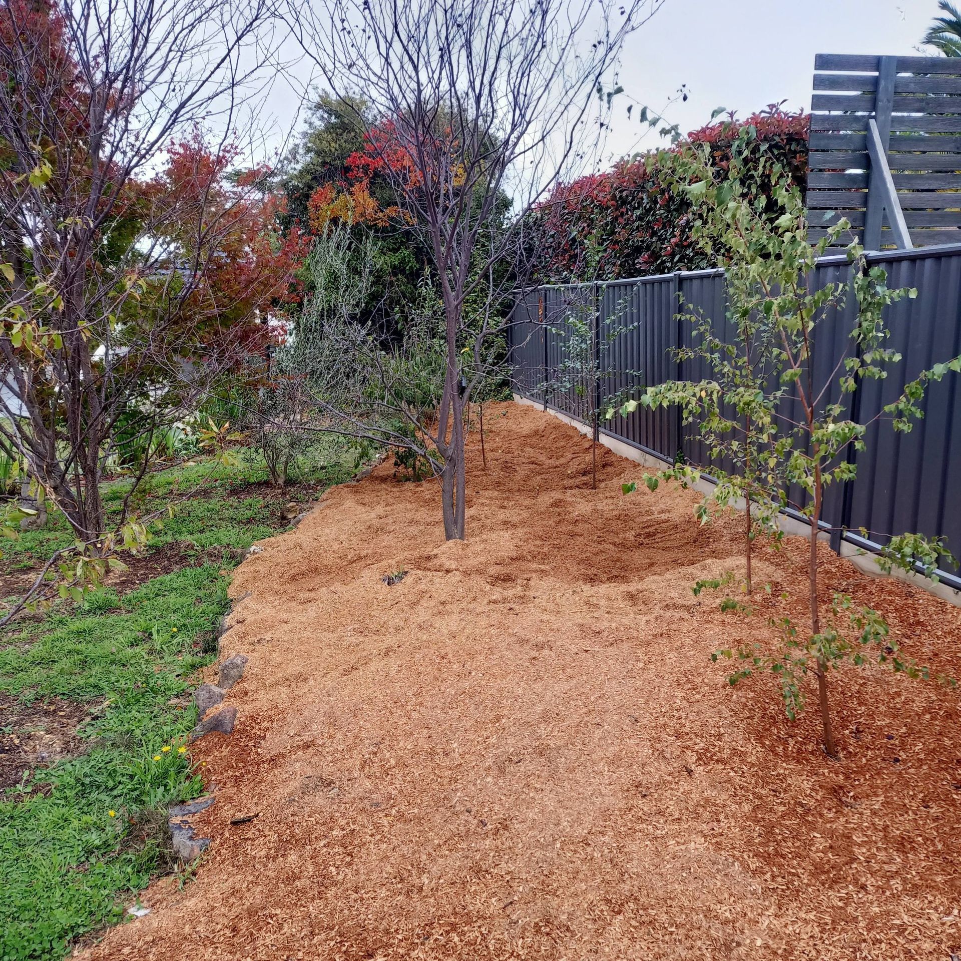 A Mulched Garden Bed With Young Trees Next To A Gray Fence — Your Garden in Charnwood, ACT