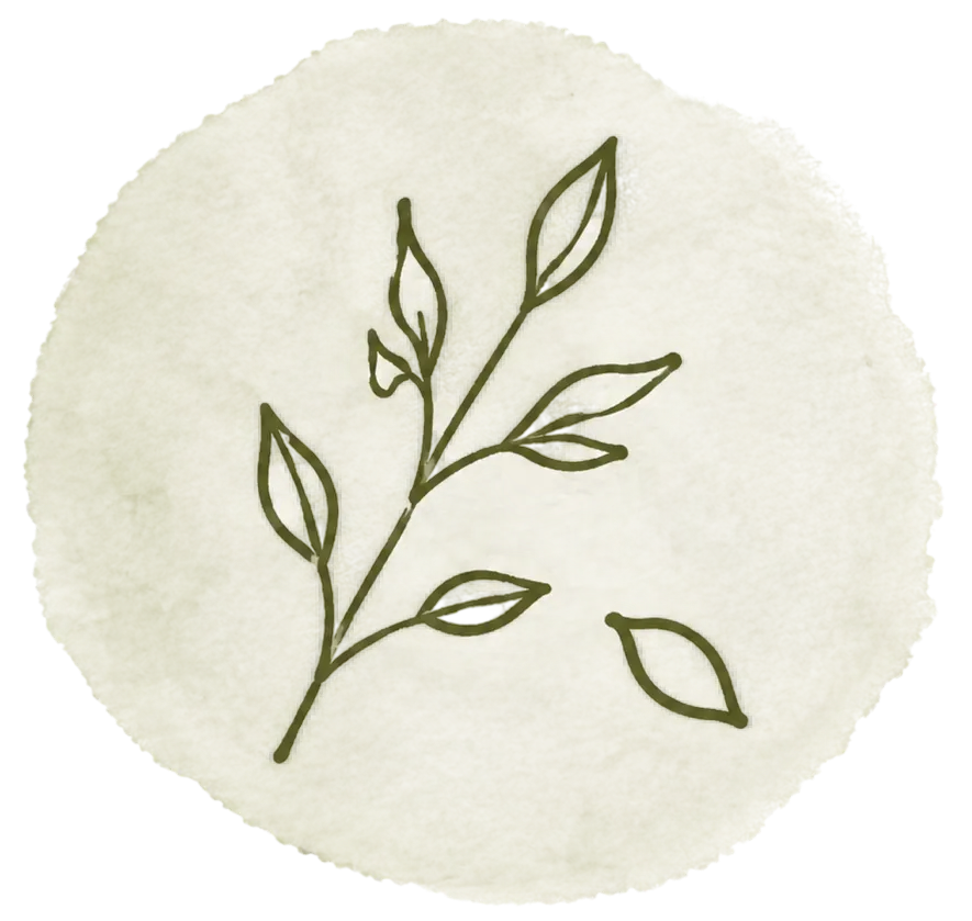 Croquis botanique minimaliste d'une branche feuillue verte sur un cercle aquarelle crème pâle