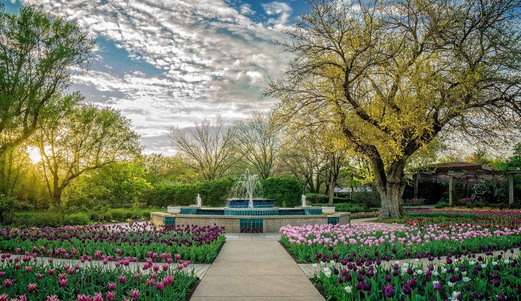 A stone fountain centerpieces a garden path flanked by vibrant beds of purple and pink tulips under a sunny, clouded sky.