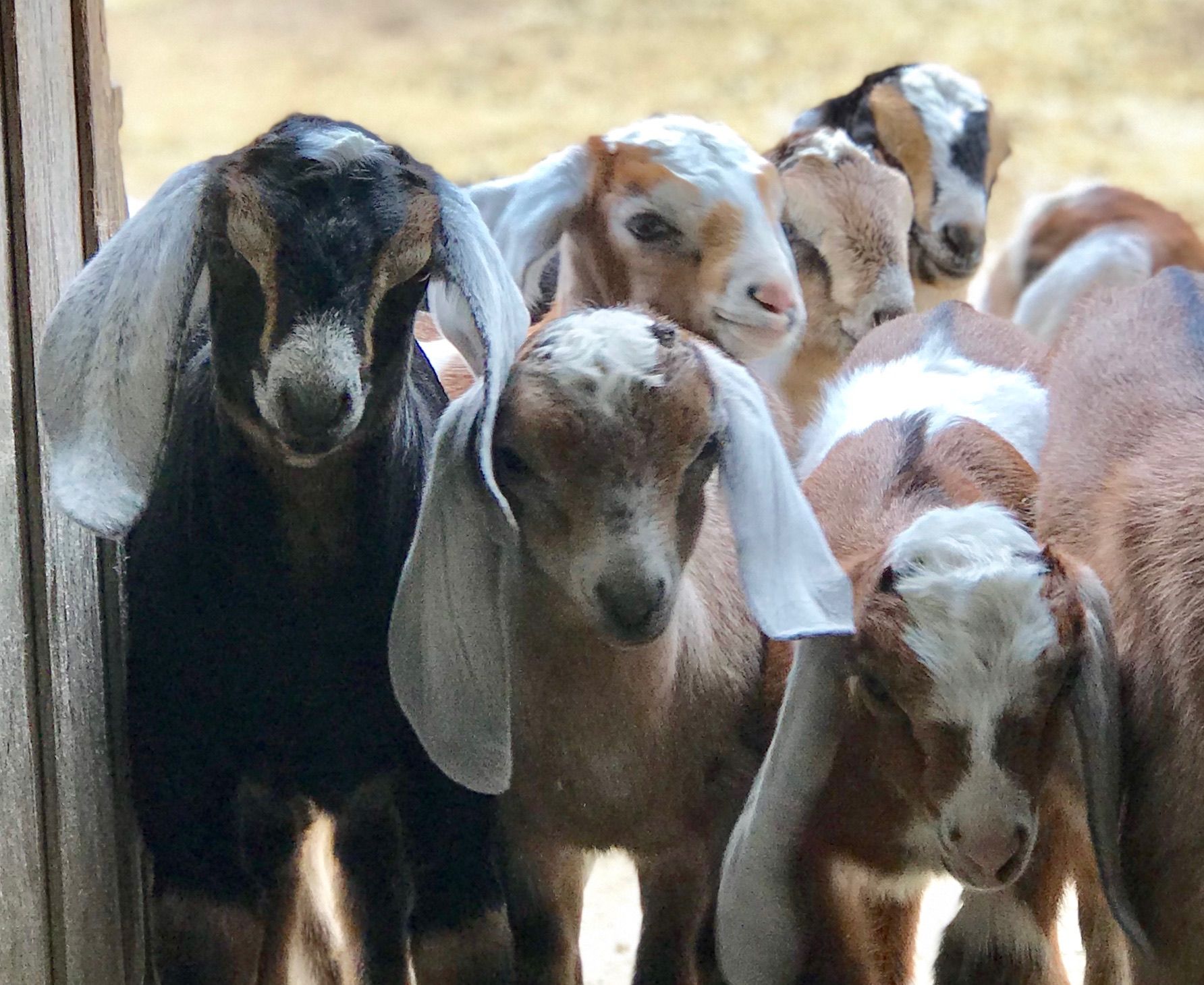 Baby Goats at Elderslie Farm in Wichita, Kansas