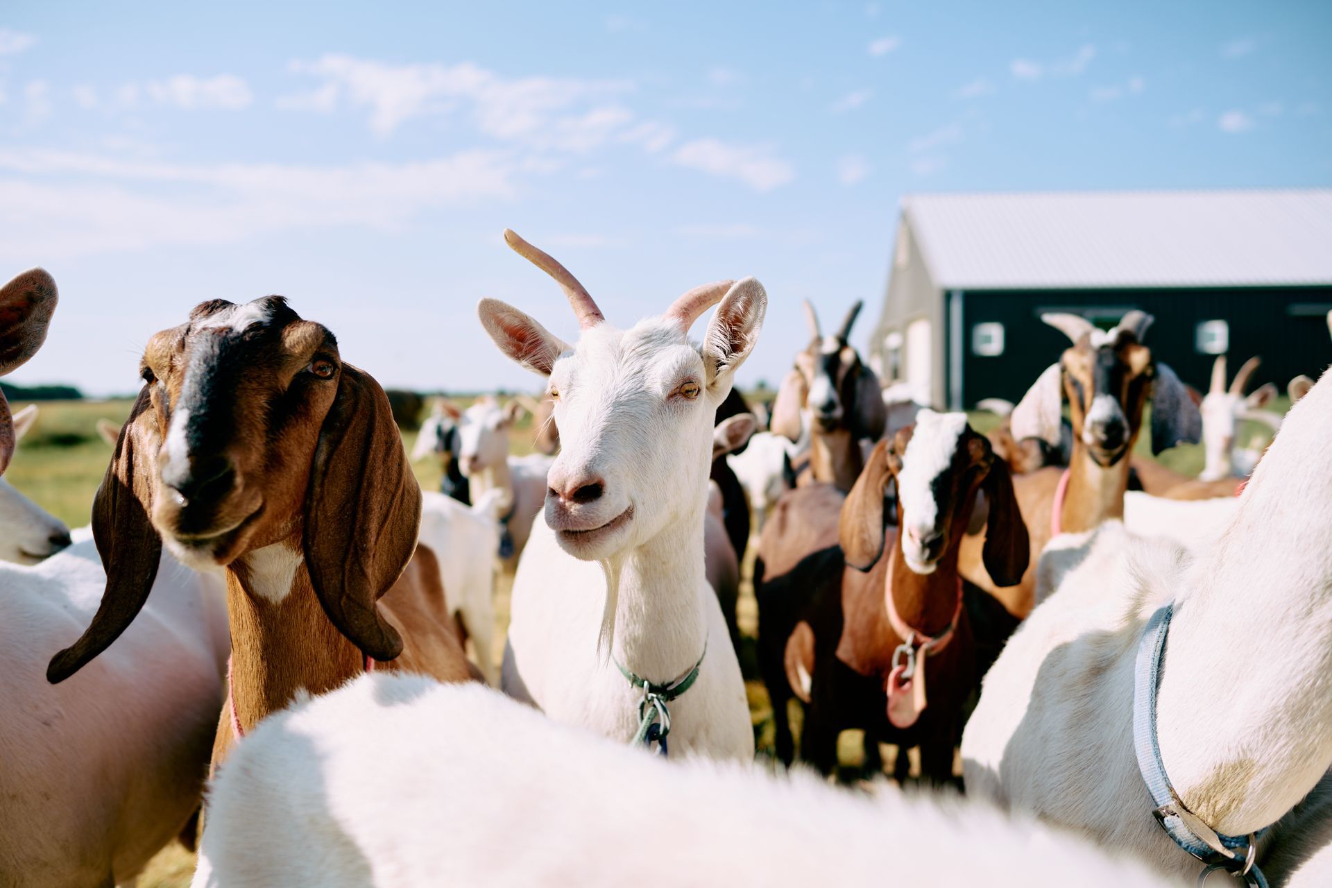 A herd of goats of various colors and breeds stands in a sunny, open field near a barn.