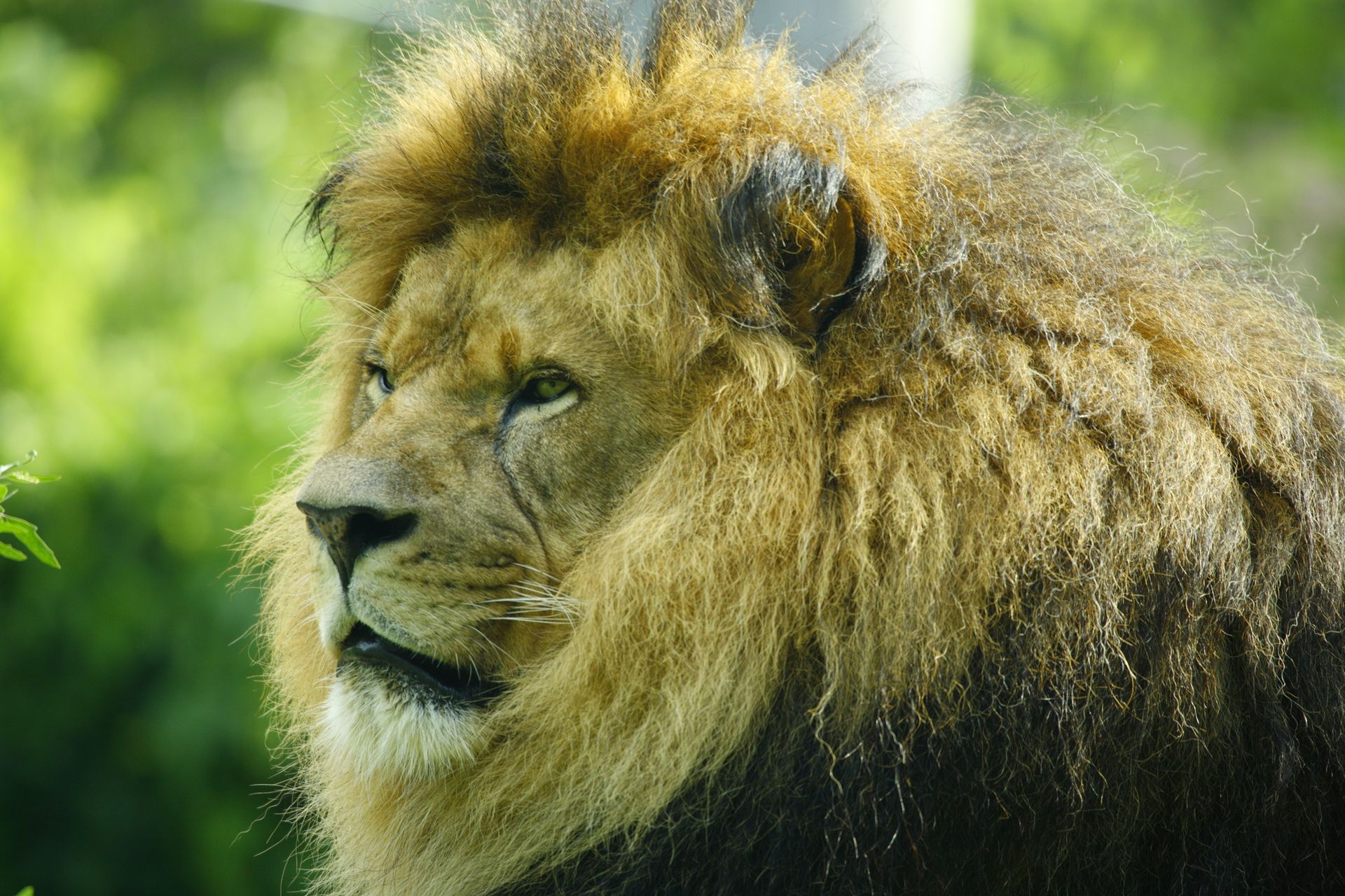 A close-up profile of a male lion with a thick, golden-brown mane, at the Great Bend Zoo.