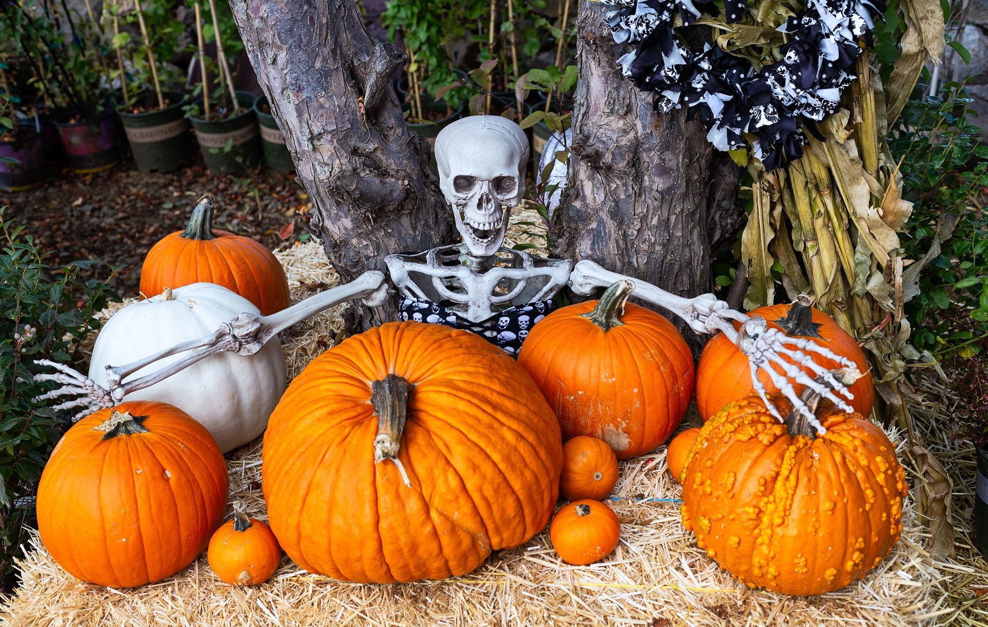 A skeleton rests behind several orange and white pumpkins atop a bed of hay near a tree.
