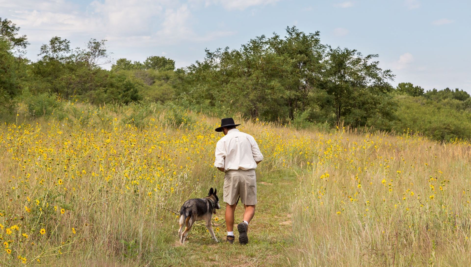 A person in a hat and shorts walks with a dog along a dirt path through a field of yellow wildflowers and tall grass.