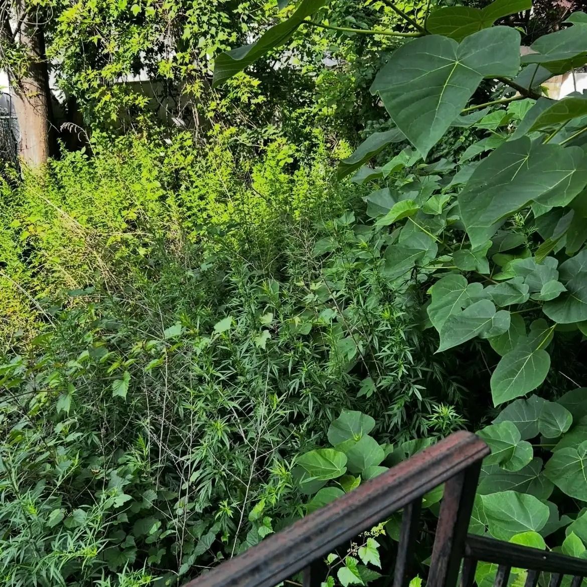Lush green garden path with dense foliage and a wooden railing in the foreground
