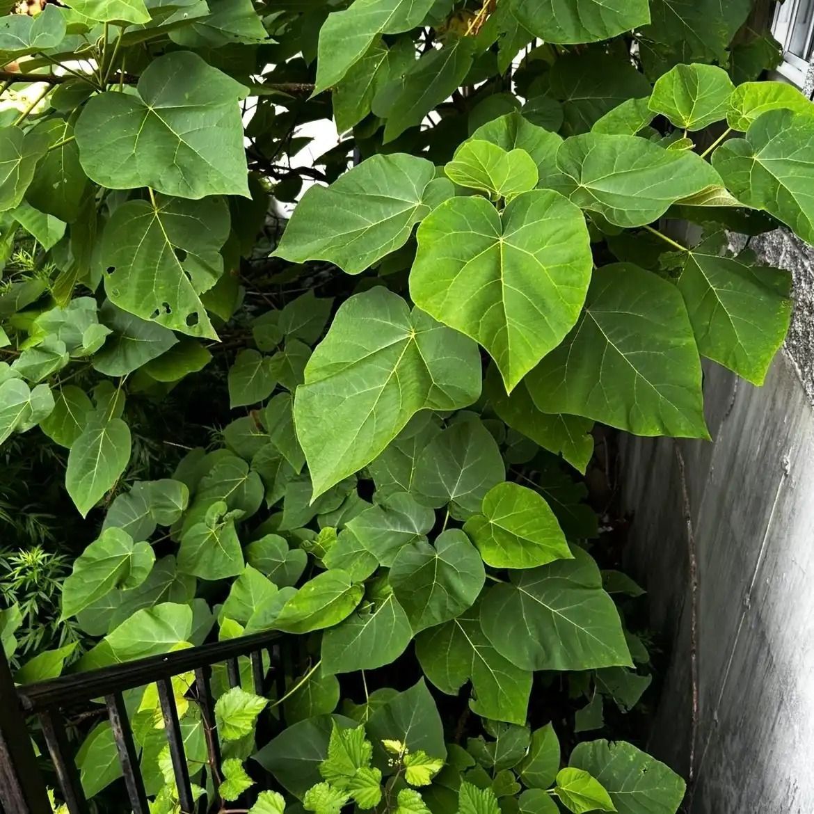Green leafy vines and shrubs growing beside a wall and black railing outdoors