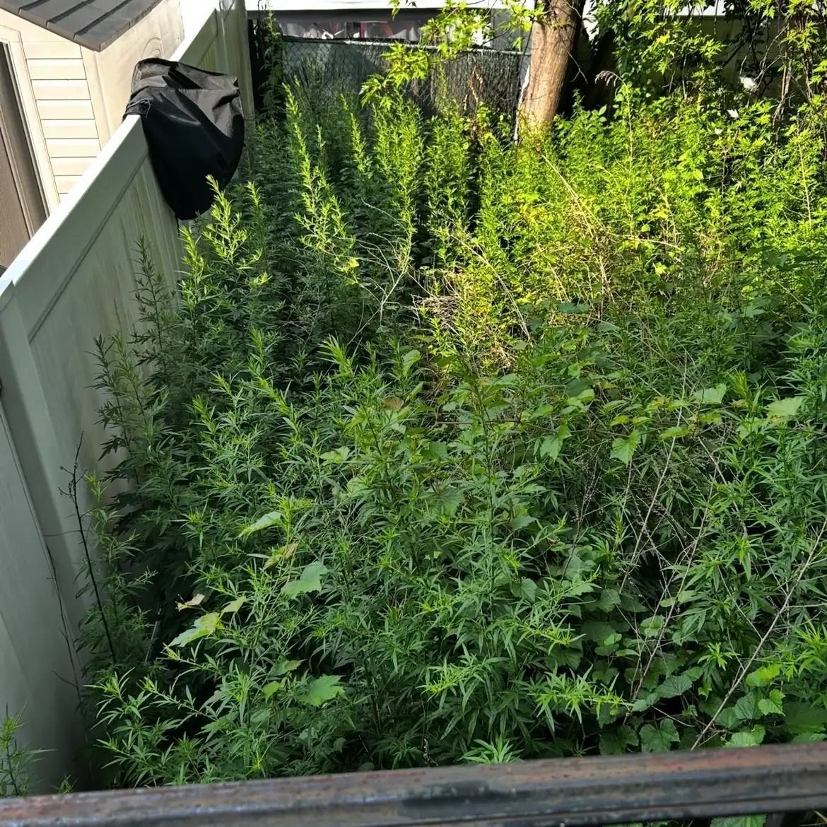 Overgrown green weeds filling a fenced backyard garden area