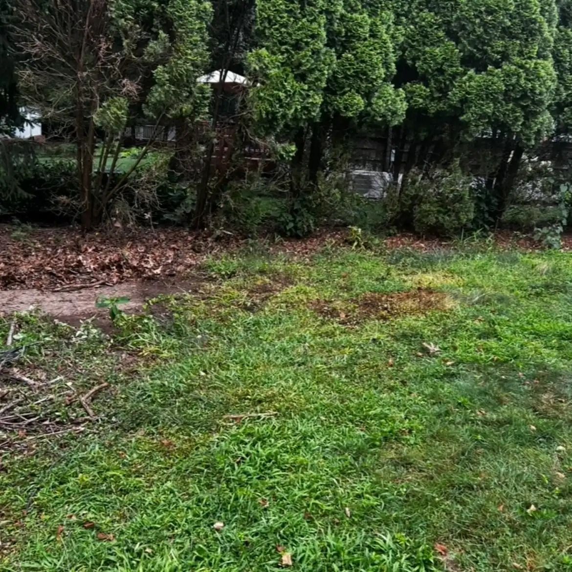 Grassy yard with patches of bare soil and dense green trees in the background