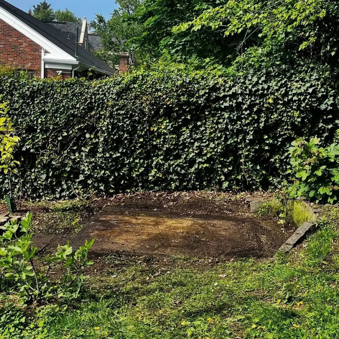 Sunlit garden with a dense ivy hedge, brick house edge, and a bare soil patch in the foreground