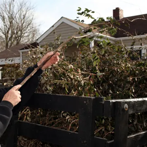 Worker in a yellow hard hat trimming overgrown bushes beside a black fence outside a house