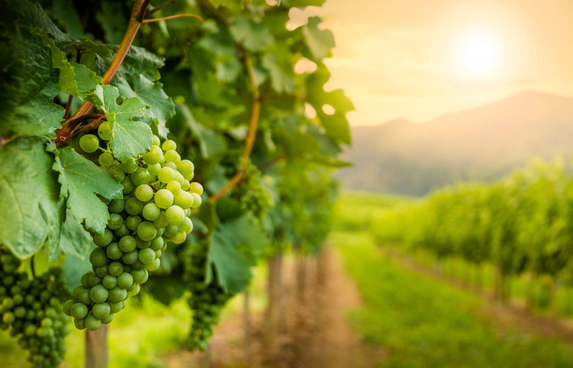 Grapes hanging on vines in a sunlit vineyard with rows stretching into the distanceicon