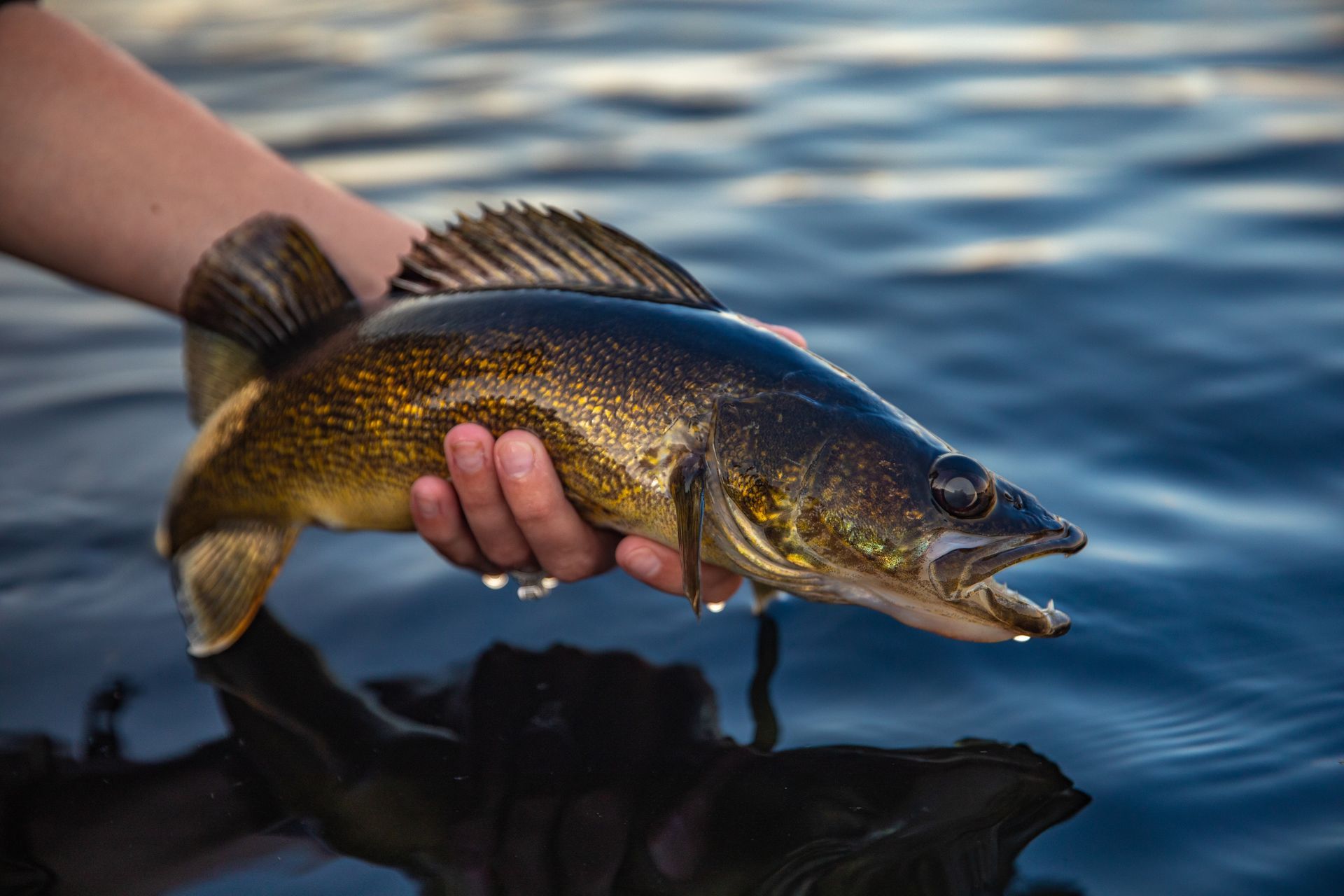 Hand holding a speckled fish above dark water at sunset
