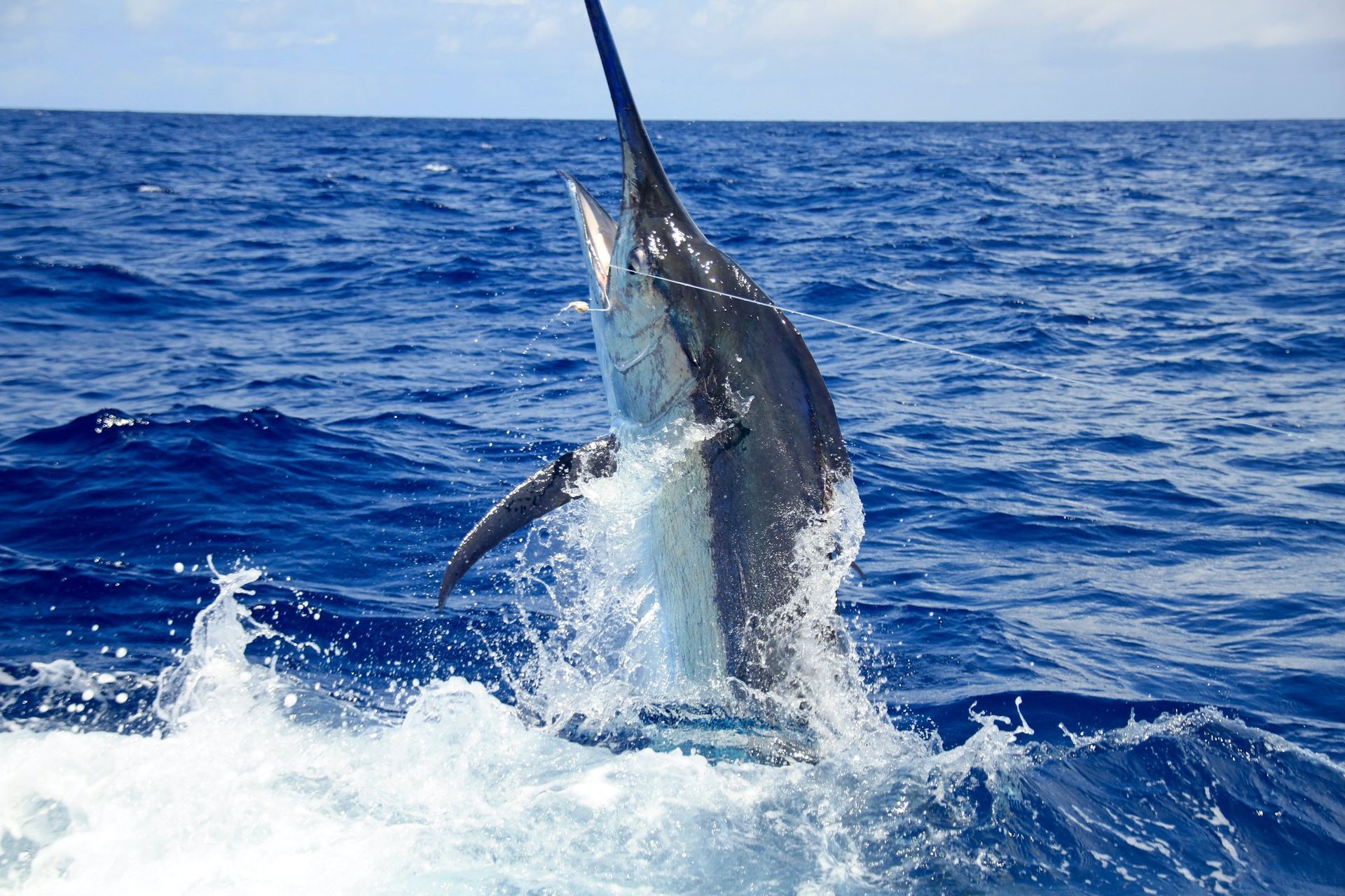 Marlin leaping from the blue ocean, splashing water under a bright sky