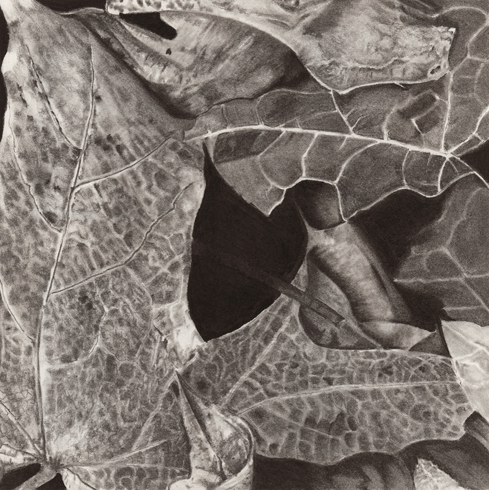 graphite leave image