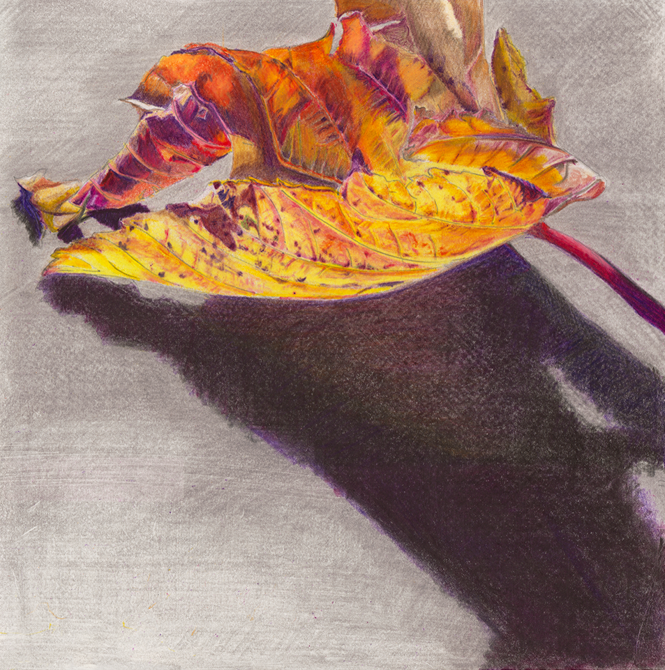 autumn leaf image