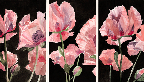 delicate poppies in triptych